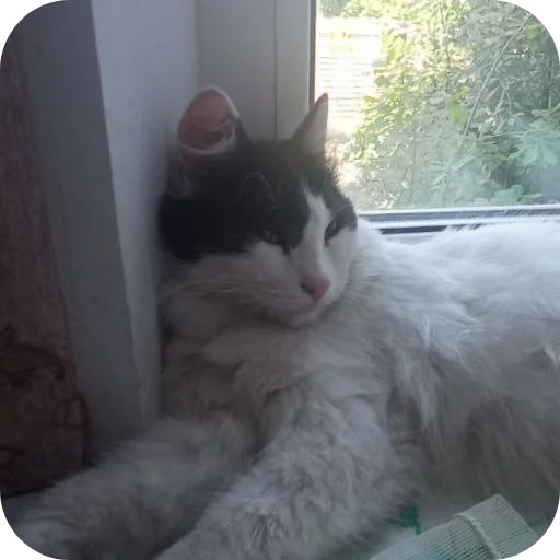 Эмодзи Коты