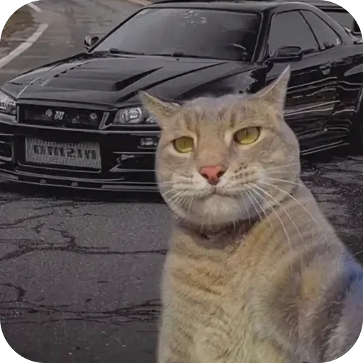 Эмодзи Коты и машины