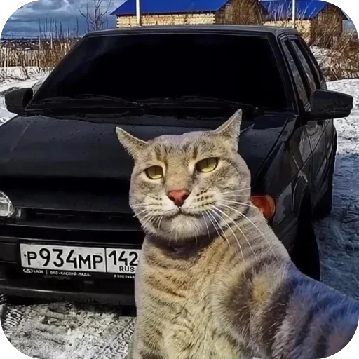 Эмодзи Коты и машины