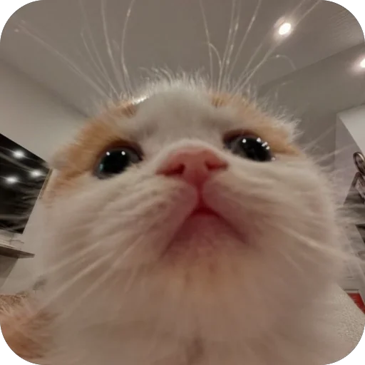 Эмодзи котячьи пикчи