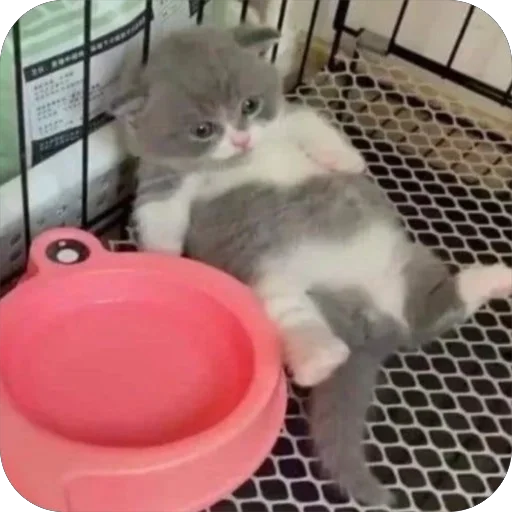 Эмодзи котячьи пикчи