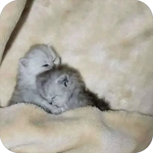 Эмодзи котячьи пикчи