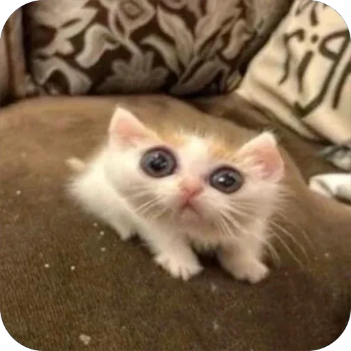 Эмодзи котячьи пикчи