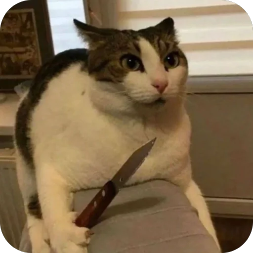 Эмодзи котячьи пикчи