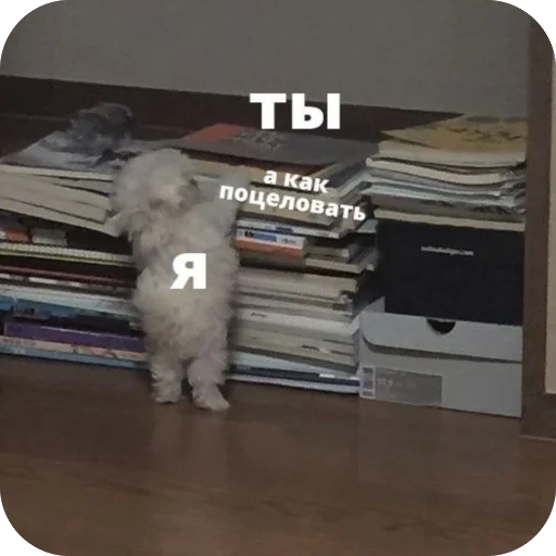 Эмодзи котячьи пикчи