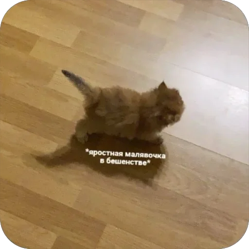 Эмодзи котячьи пикчи
