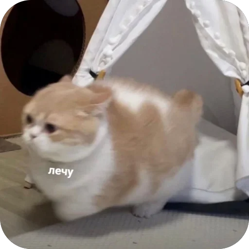 Эмодзи котячьи пикчи