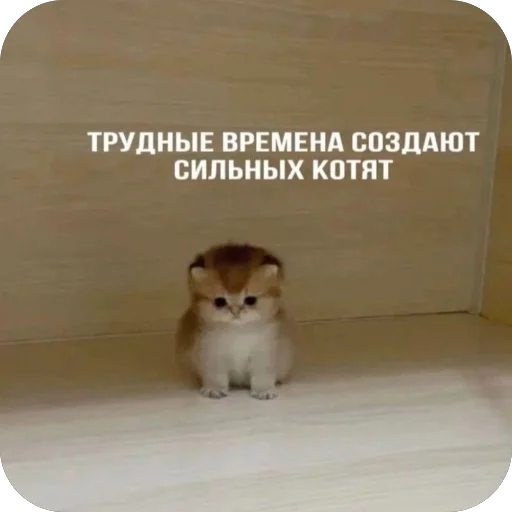 Эмодзи котячьи пикчи
