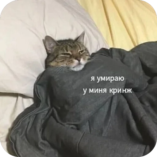 Эмодзи котячьи пикчи