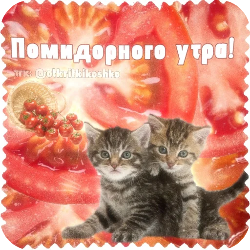 Эмодзи Котячие открытки