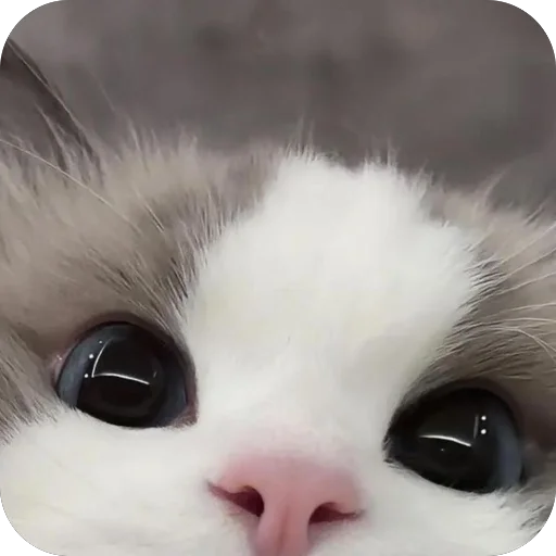😻