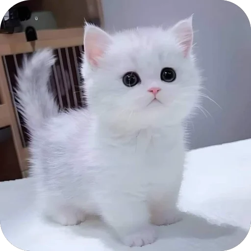 Эмодзи Котята
