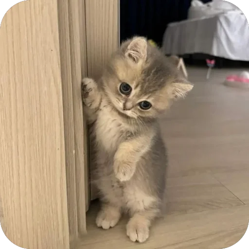Эмодзи Котята