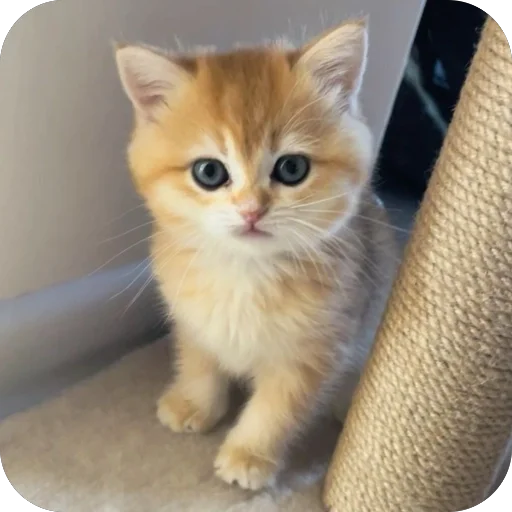 Эмодзи Котята