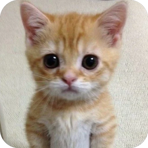 Эмодзи Котята