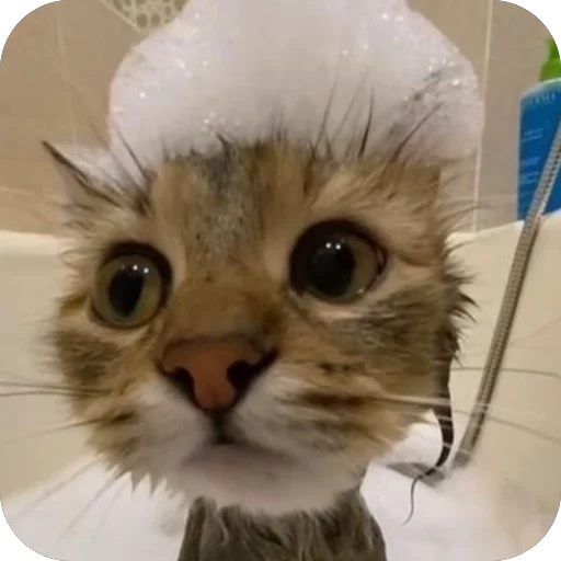 Эмодзи Котята