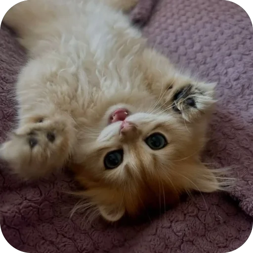 Эмодзи Котята