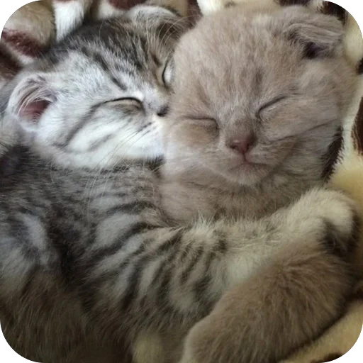 Эмодзи Котята