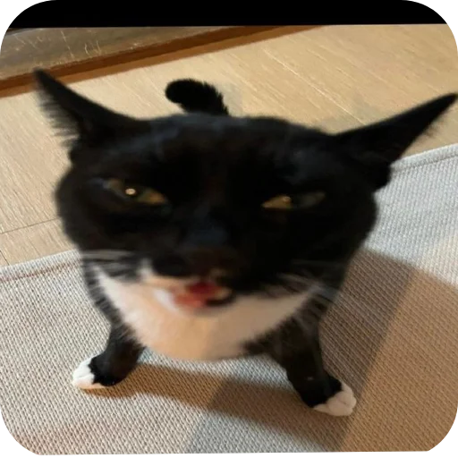 Эмодзи Котыкы