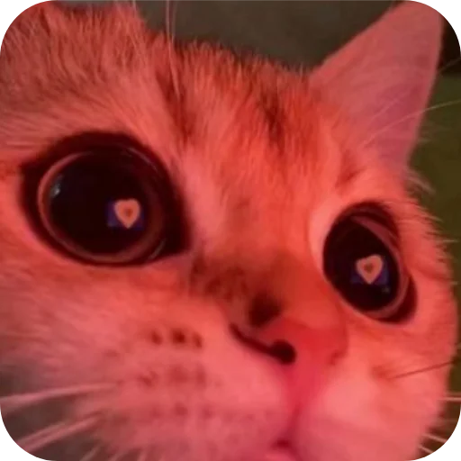 Эмодзи Котыкы