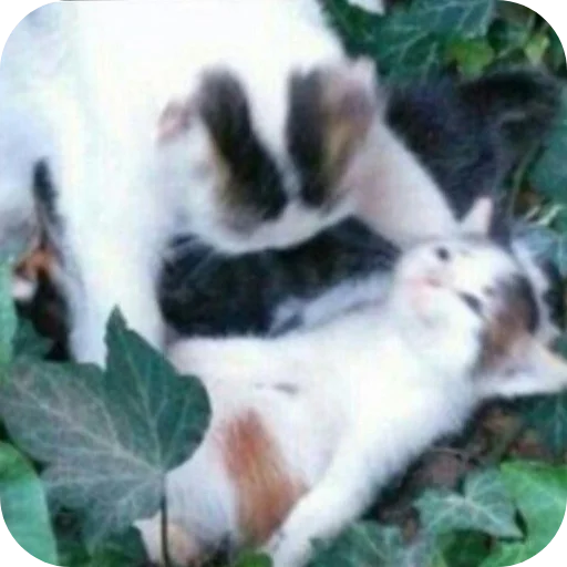 Эмодзи Котыкы