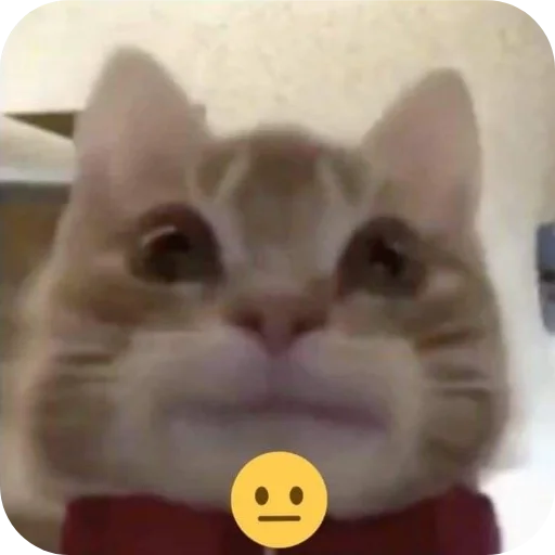 Эмодзи Котыкы