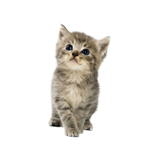 Эмодзи Котенки