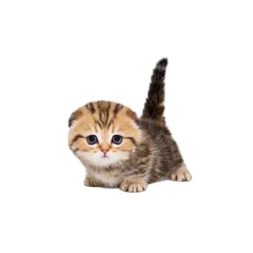 Эмодзи Котенки