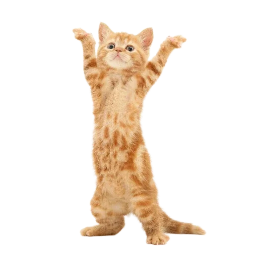 Эмодзи Котенки