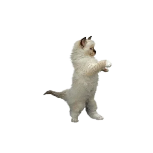 Эмодзи Котенки