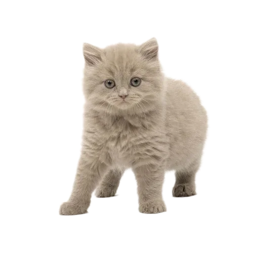 Эмодзи Котенки