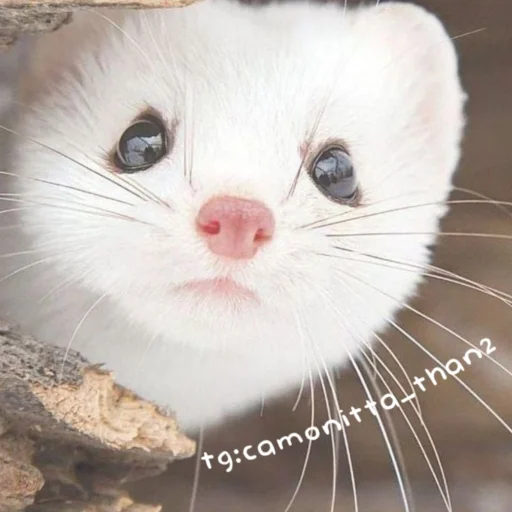 Эмодзи Крем