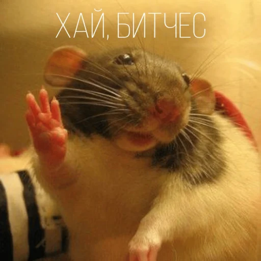 Эмодзи Крыски для переписки