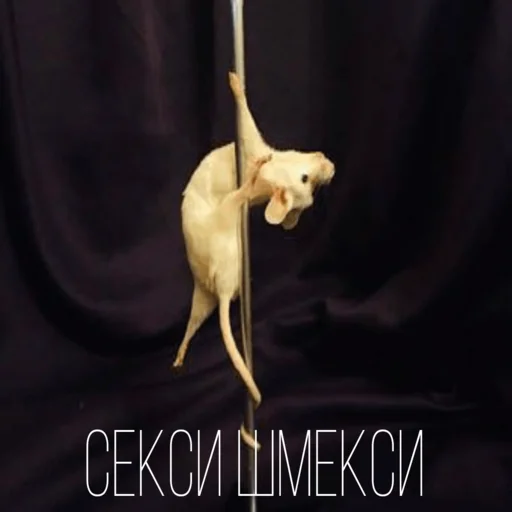 Эмодзи Крыски для переписки