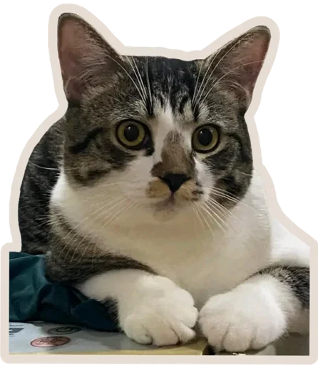 Эмодзи Kucing