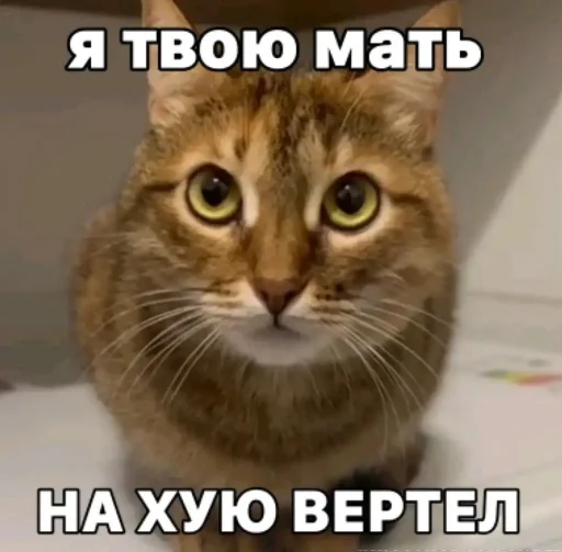 Эмодзи Куки что это блять?by DK