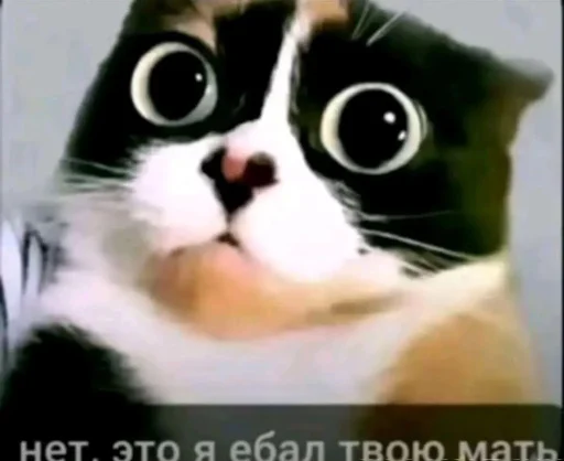 Эмодзи Куки что это блять?by DK