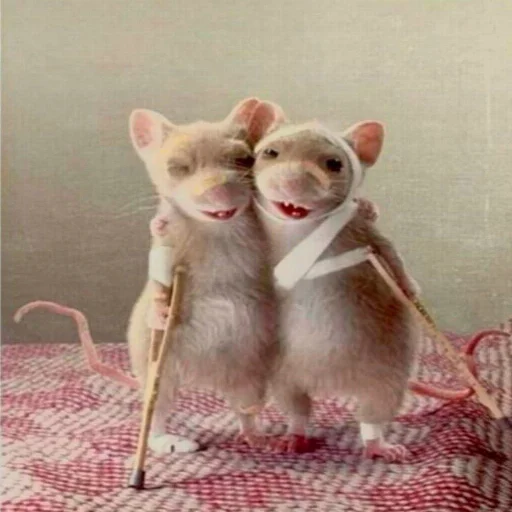 Эмодзи კუწ :3