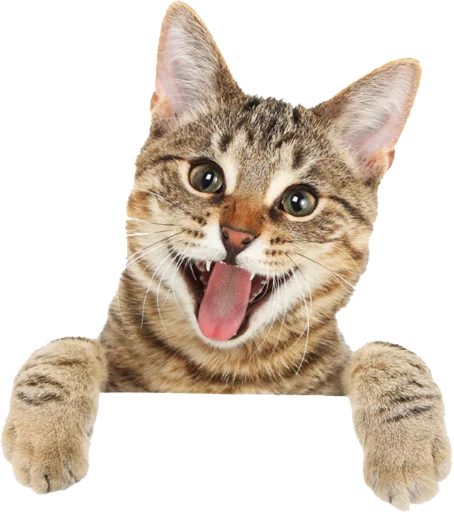 Эмодзи Cats