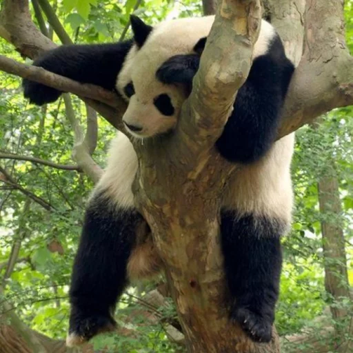 Эмодзи Lazy Panda