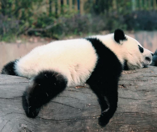 Эмодзи Lazy Panda