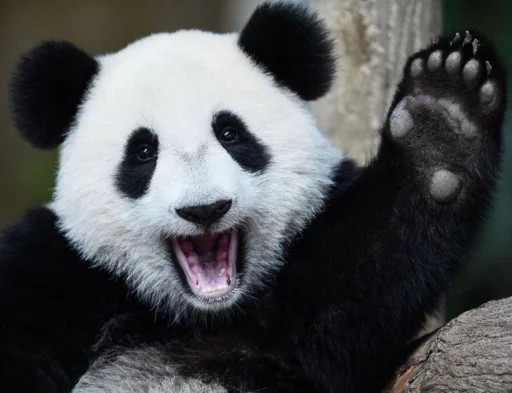Эмодзи Lazy Panda