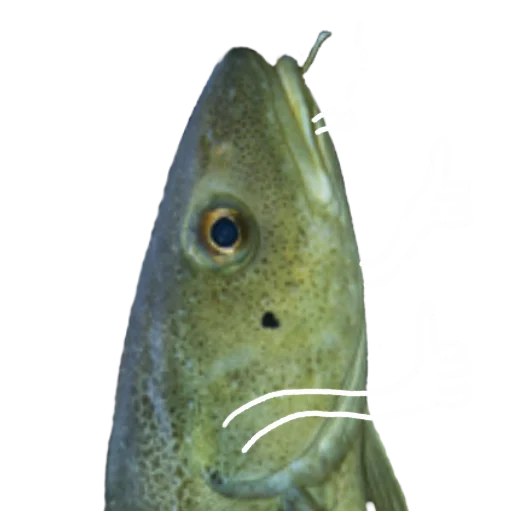 Эмодзи Le Dorsch magnifique