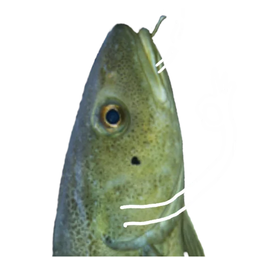 Эмодзи Le Dorsch magnifique