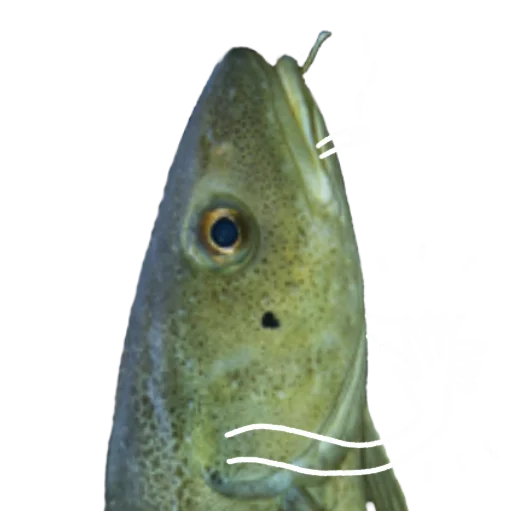 Эмодзи Le Dorsch magnifique