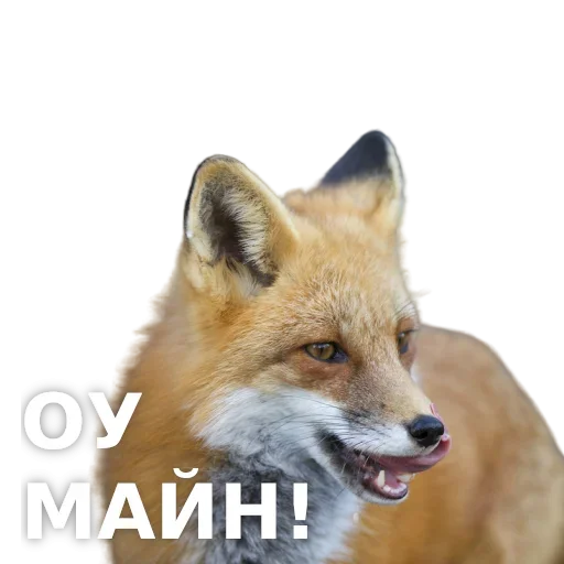 Эмодзи ЛисичкоПак