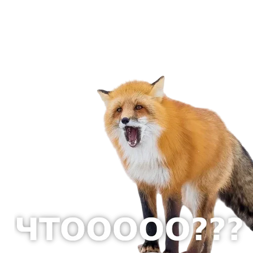 Эмодзи ЛисичкоПак