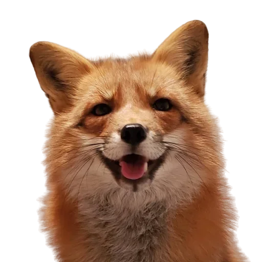 Эмодзи ЛисичкоПак