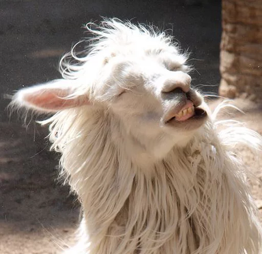Эмодзи Llama Drama
