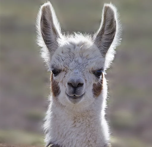 Эмодзи Llama Drama